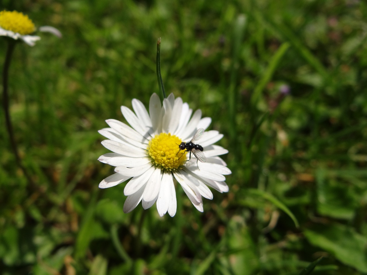 daisy flower blossom free photo