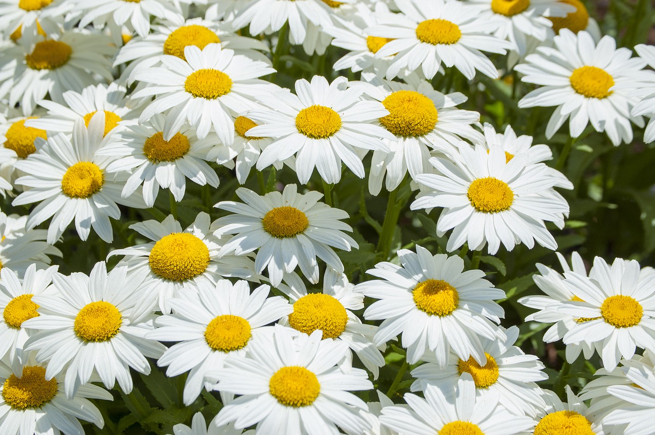 daisy flower white free photo