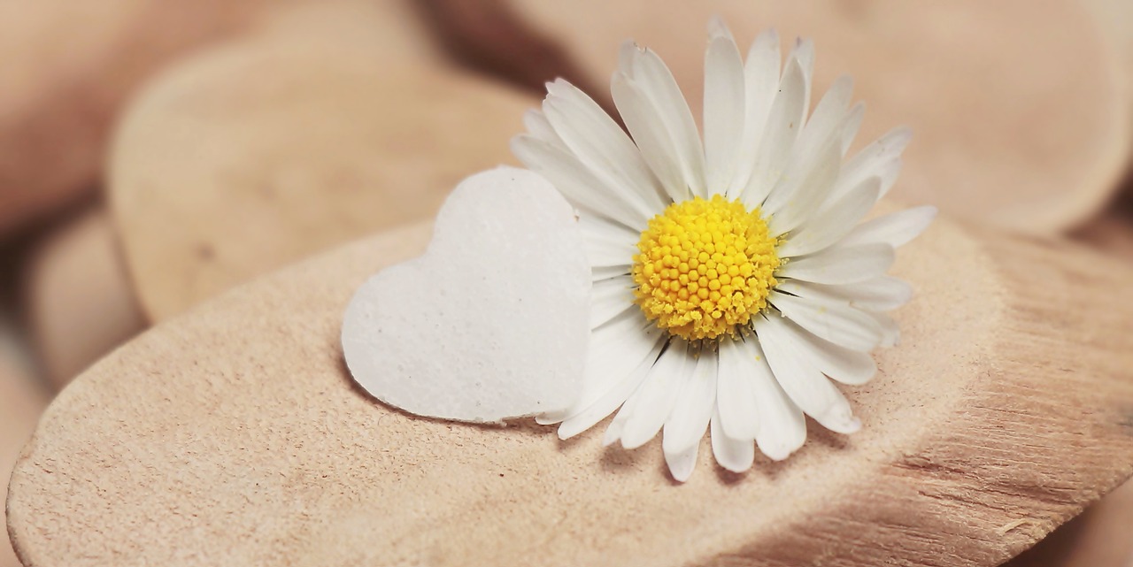 daisy heart herzchen free photo