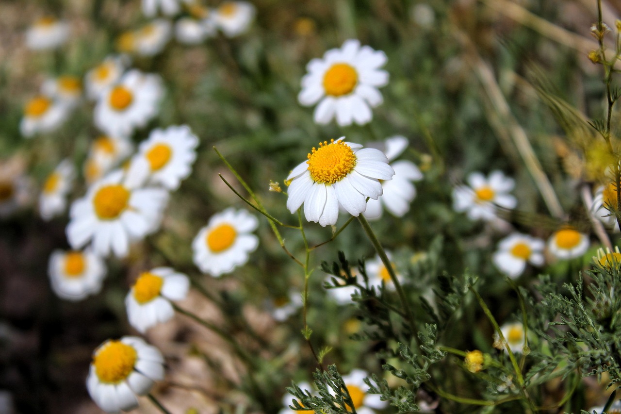 daisy nature flower free photo