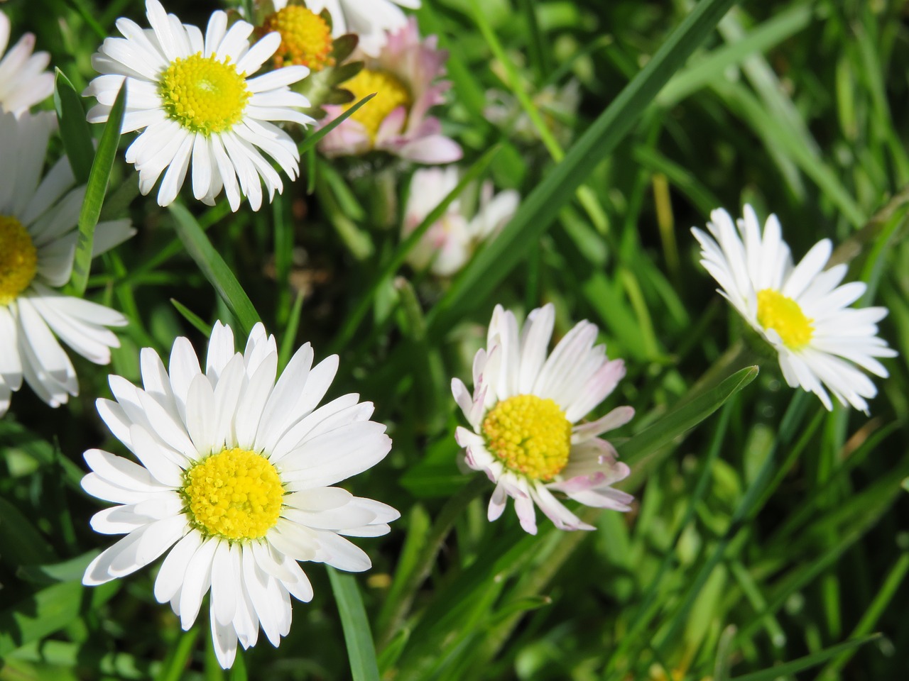 daisy meadow grass free photo