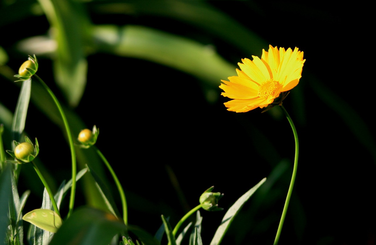 daisy yellow flower free photo