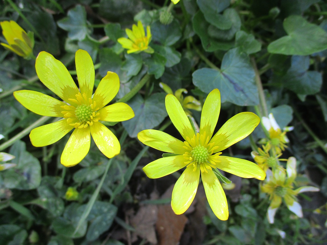 daisy weed flower free photo