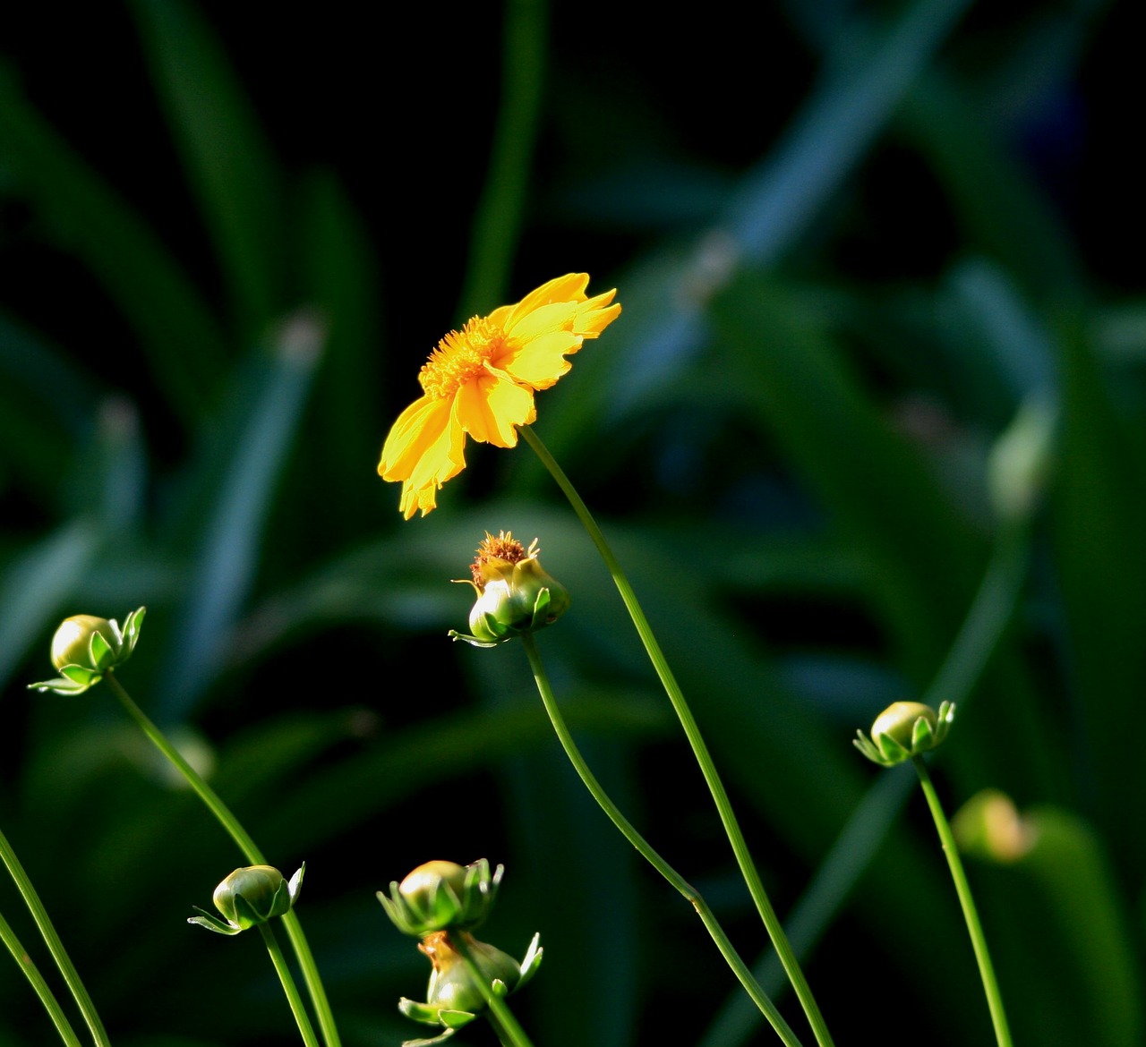 daisy flower single free photo