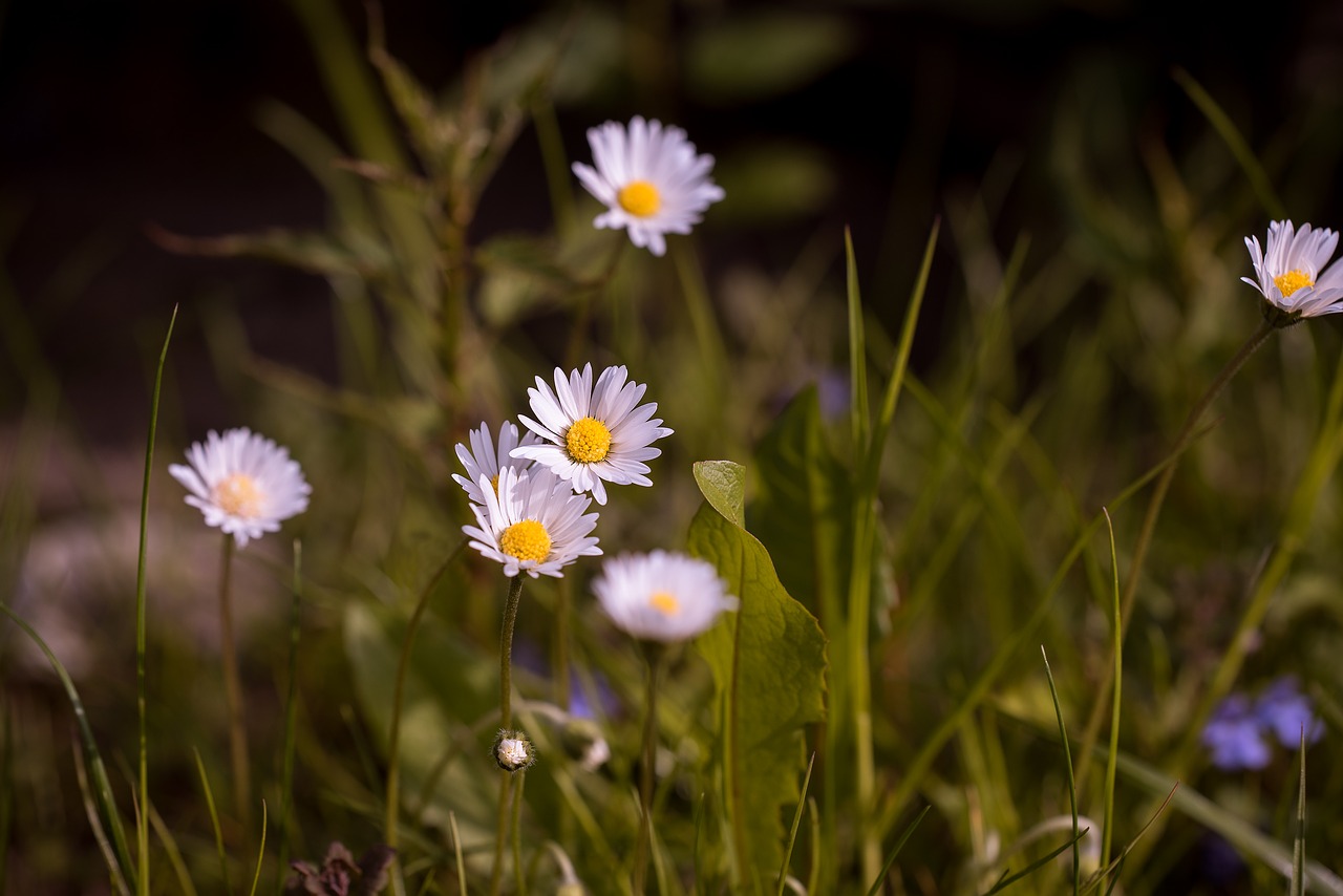 daisy pointed flower meadow free photo