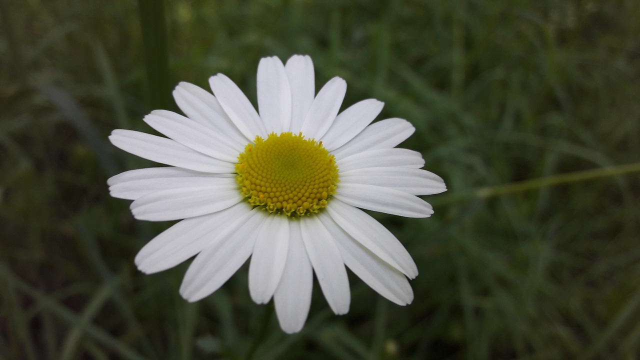 daisy flower field free photo