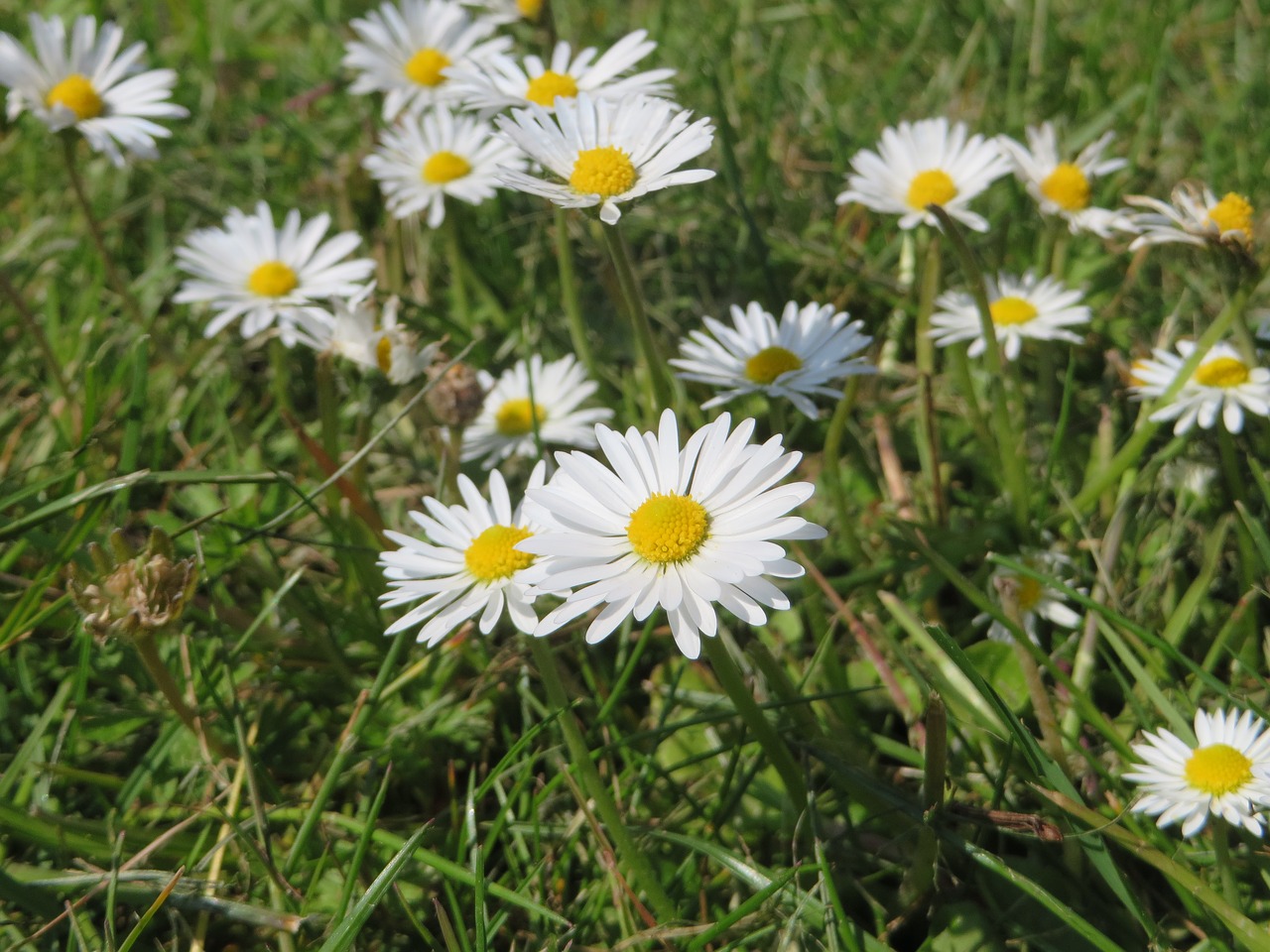 daisy plant flower free photo