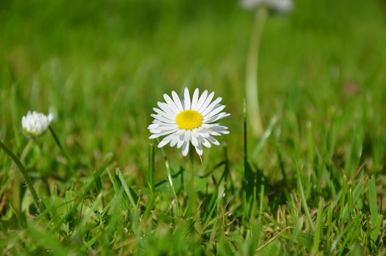 daisy meadow nature free photo