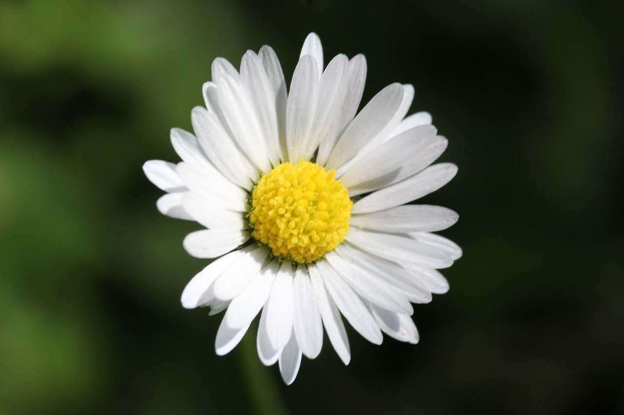 daisy flower floral free photo