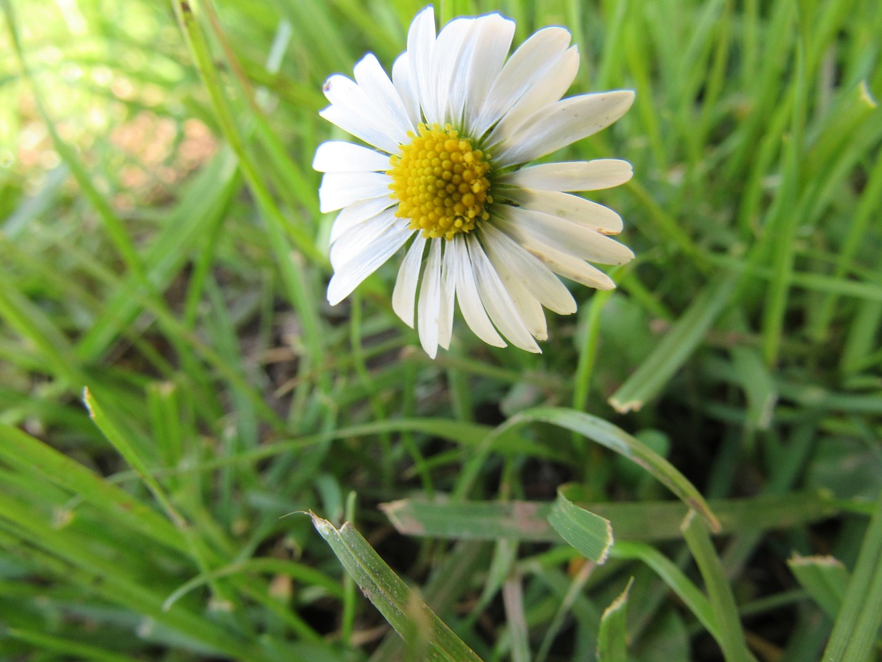 daisy flower nature free photo