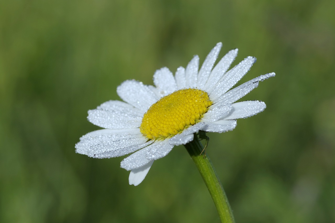 daisy white the petals free photo