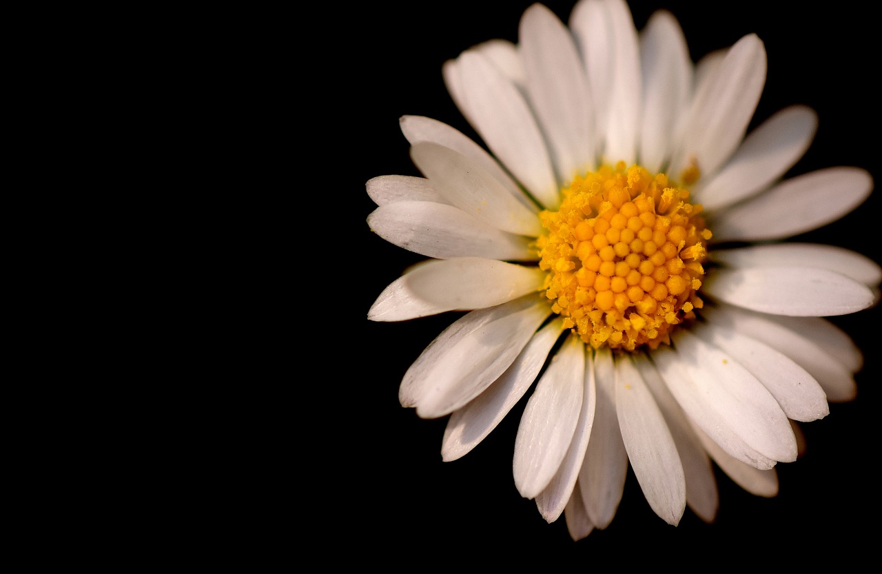 daisy black background white free photo