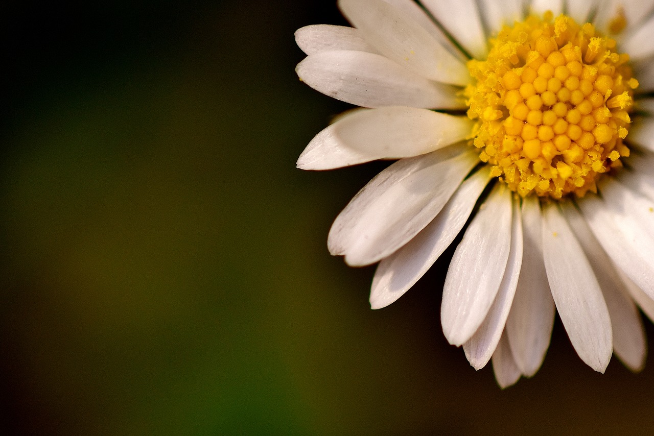 daisy white garden free photo