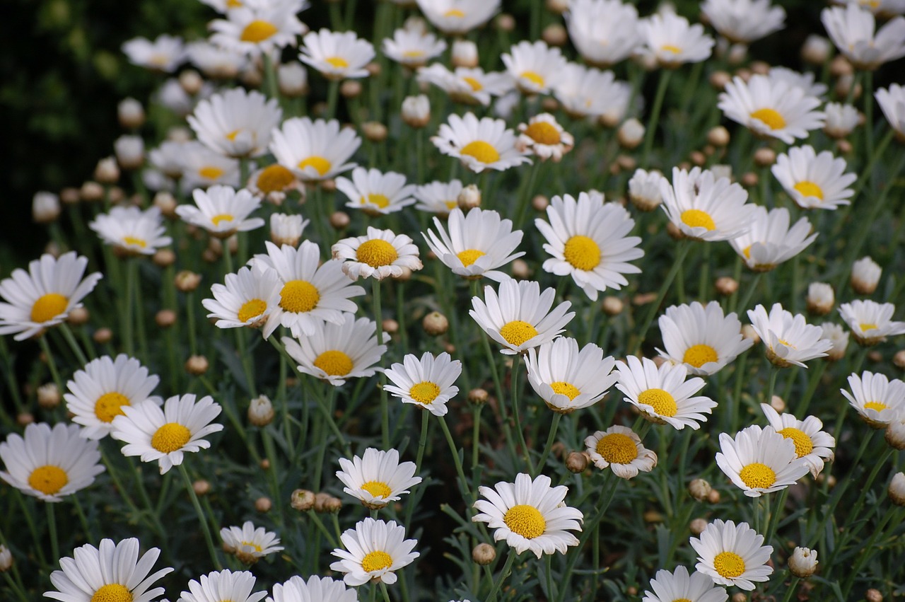 daisy flower meadow flowers free photo