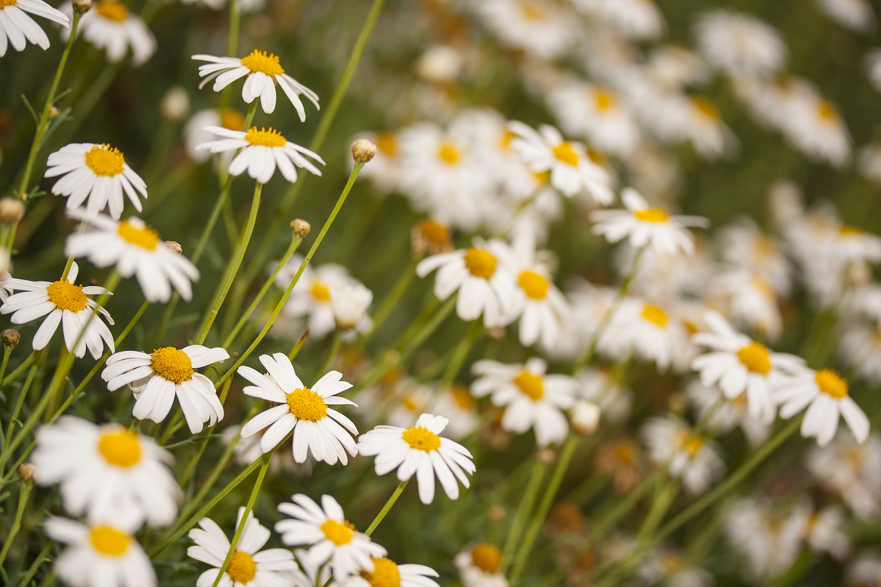 daisy flower spring free photo