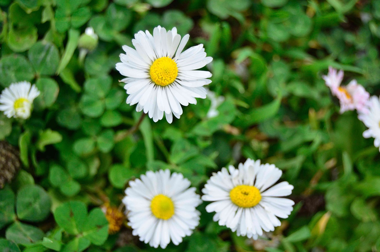 daisy flower white free photo