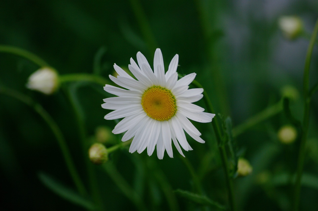 daisy flower white free photo