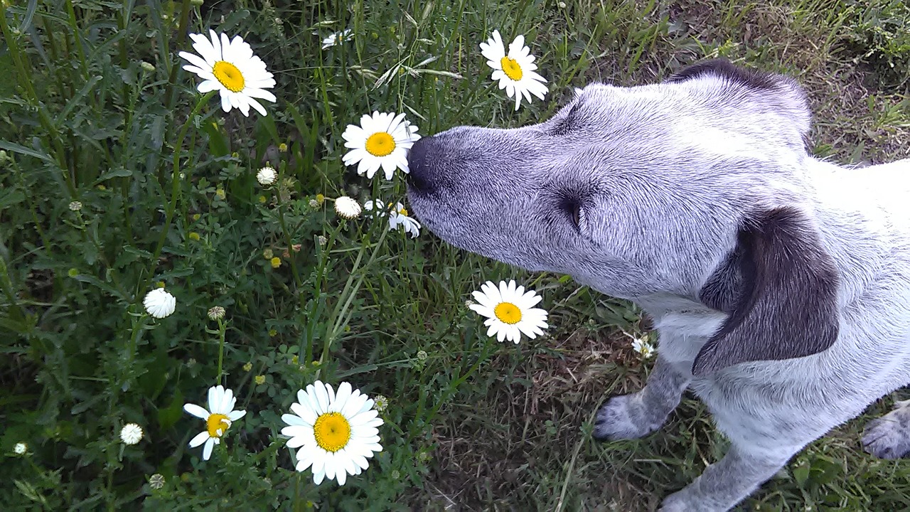 daisy dog smelling free photo