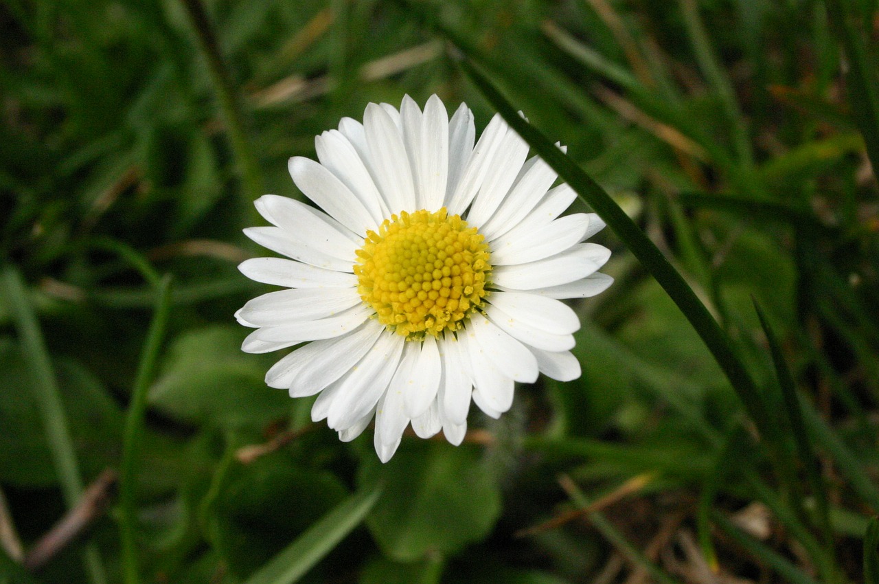 daisy margaret flower free photo
