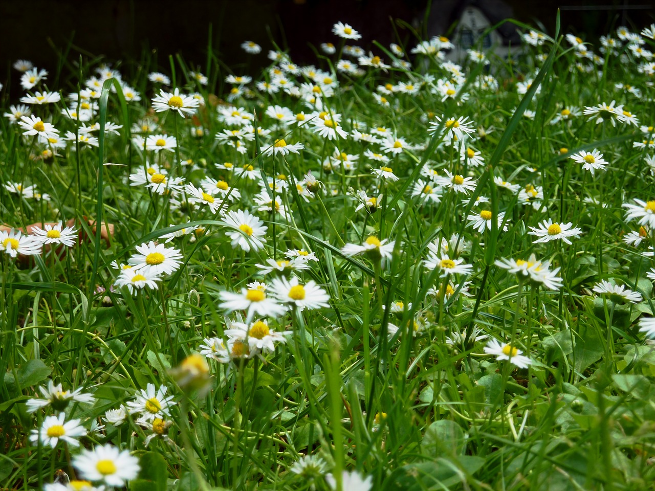 daisy daisies meadow free photo
