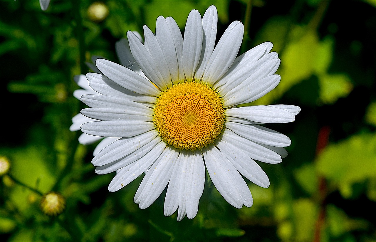 daisy flower floral free photo