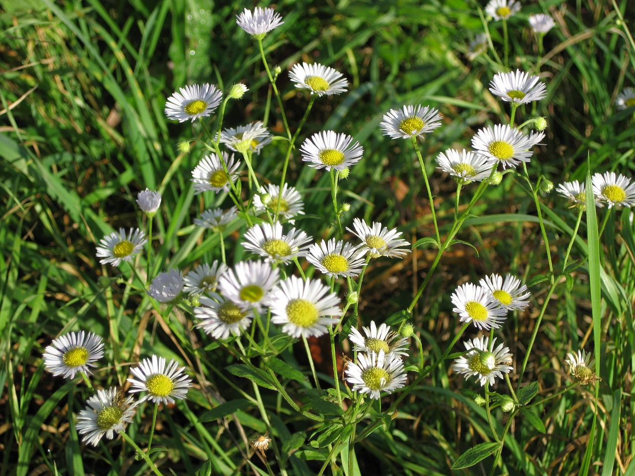 daisy wild flower white free photo