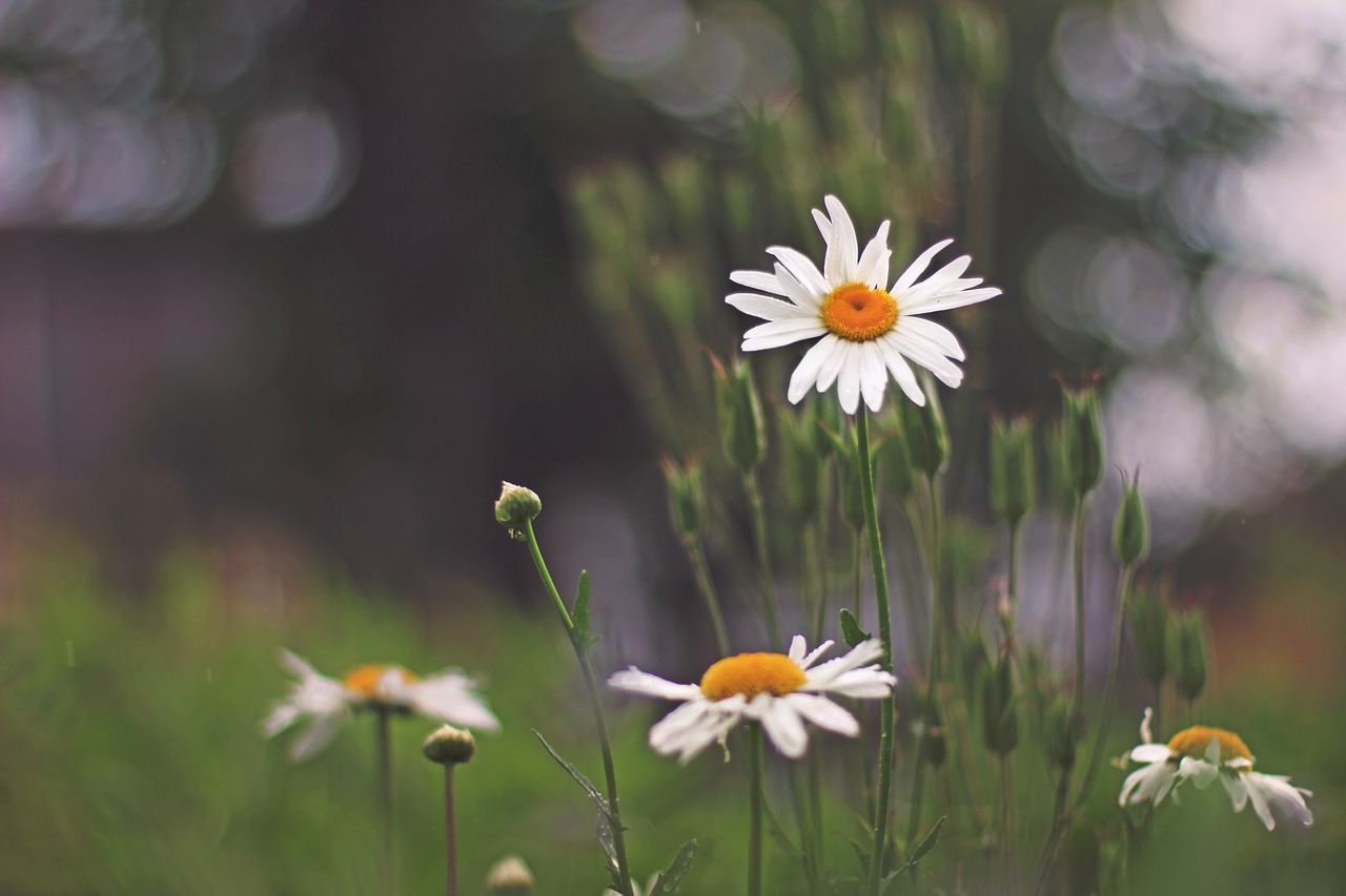 daisy flower garden free photo