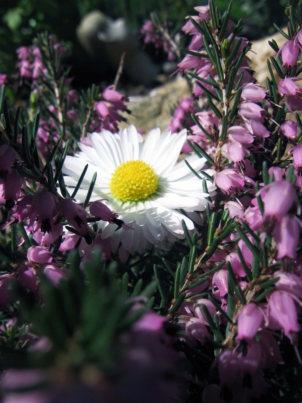 daisy marguerite flower free photo