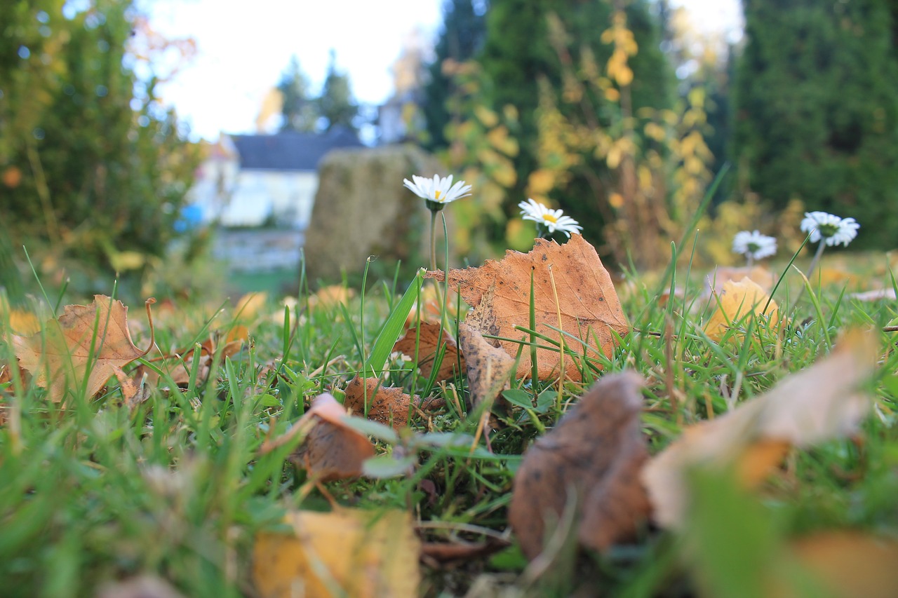 daisy autumn leaves free photo