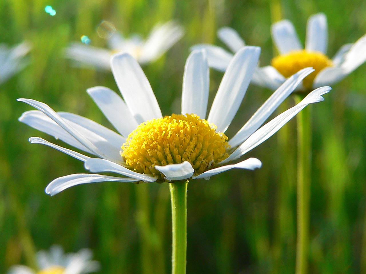 daisy flower nature free photo