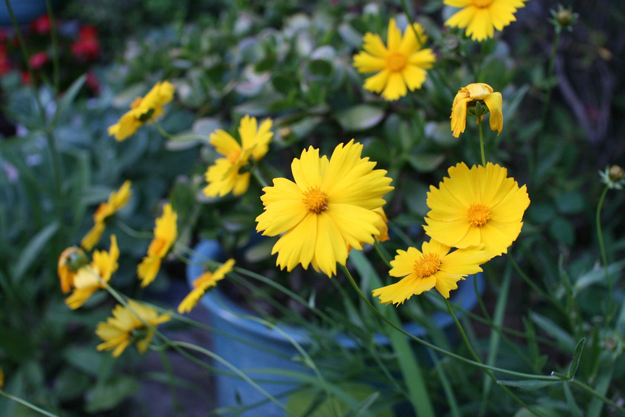 daisy yellow garden free photo