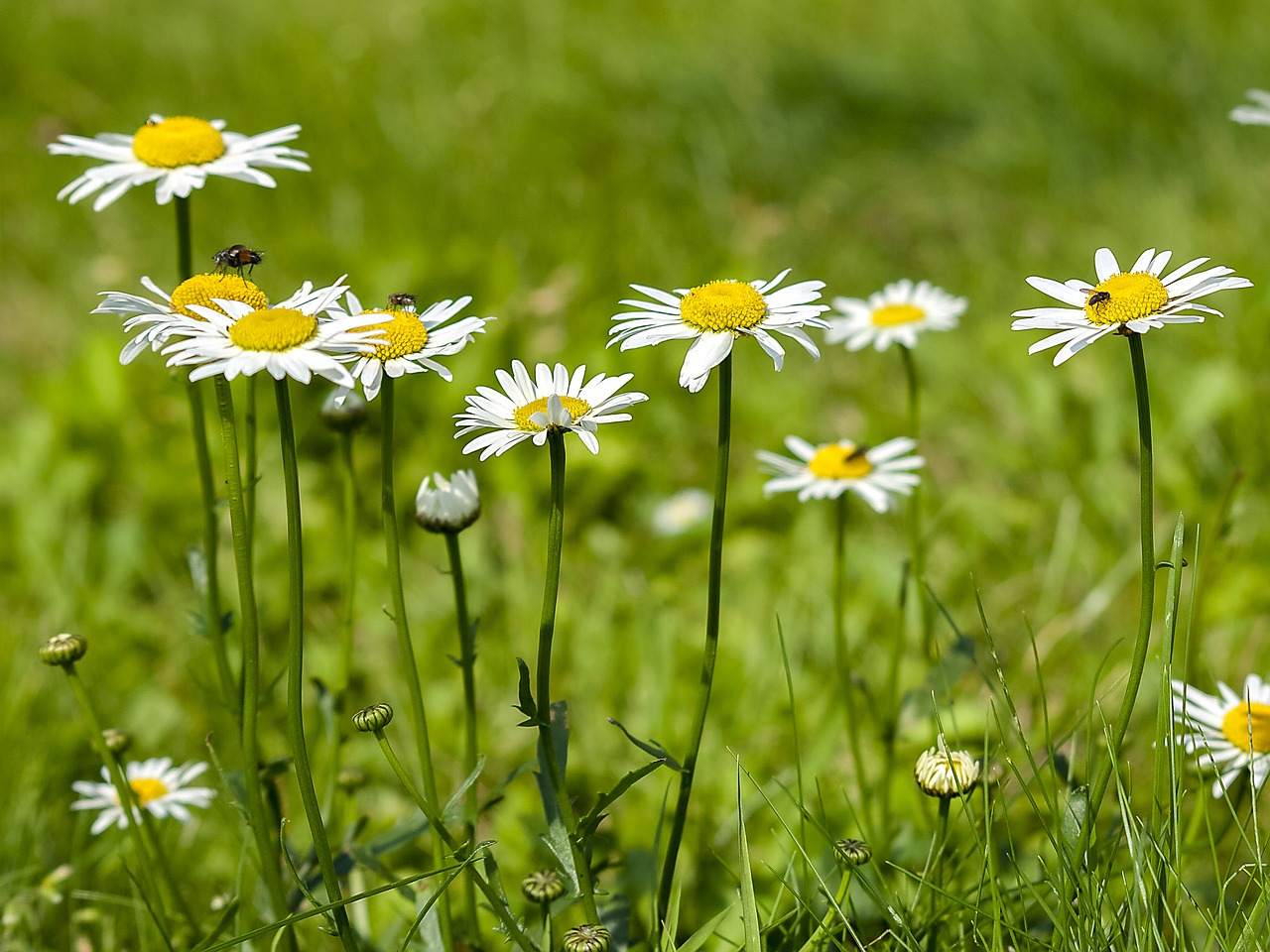 daisy flower nature free photo