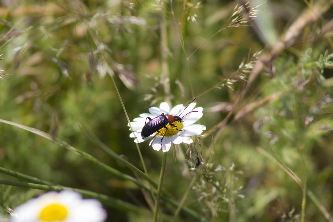 daisy rural open air free photo