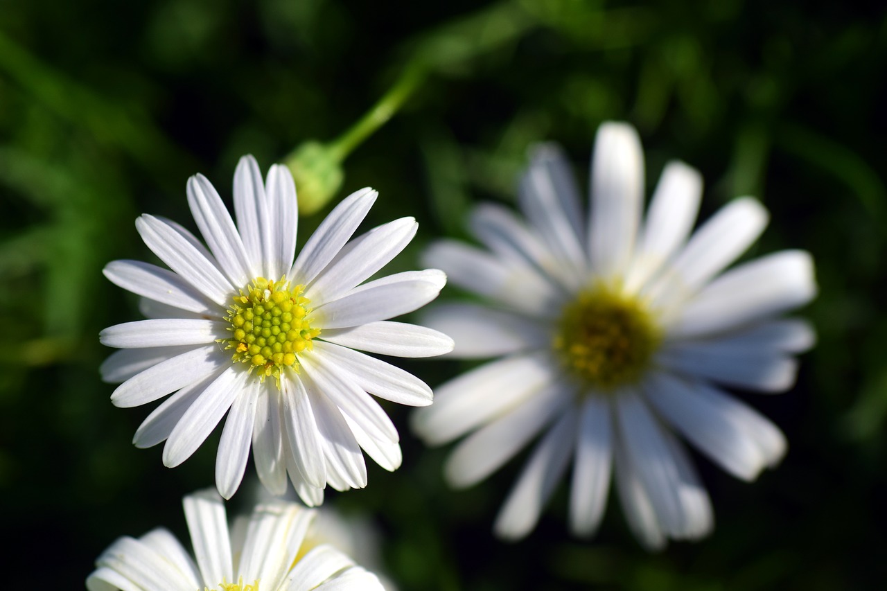 daisy floral spring free photo
