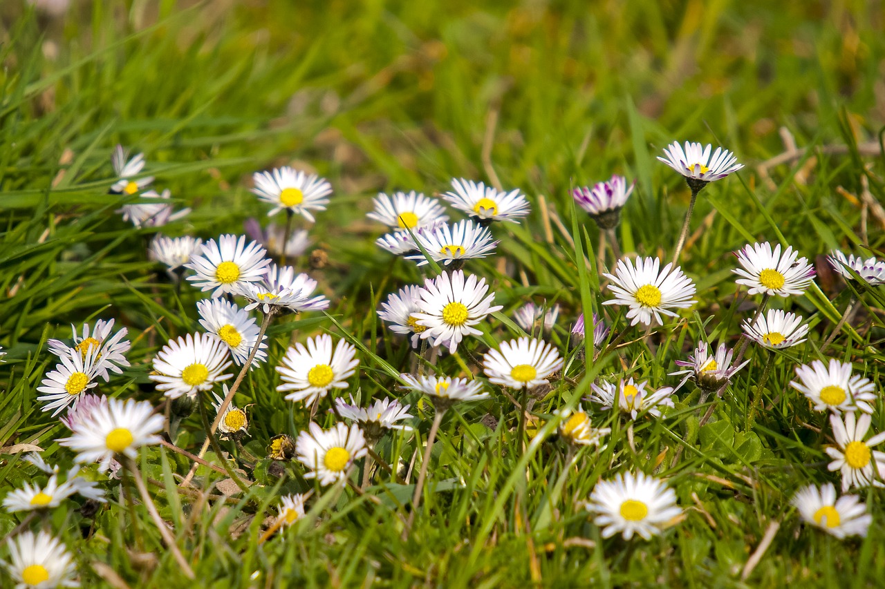 daisy flower blossom free photo