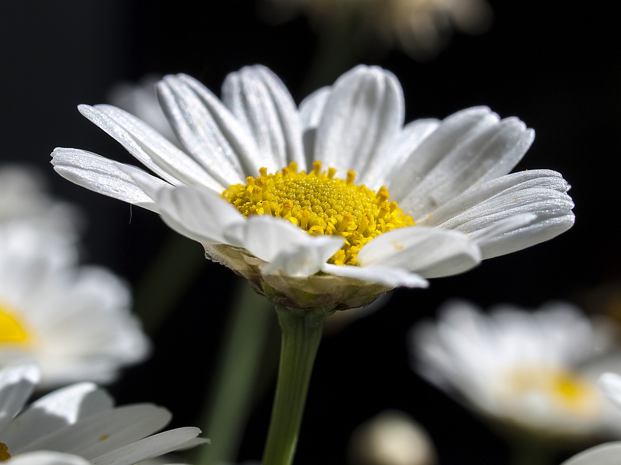 daisy flower blossom free photo