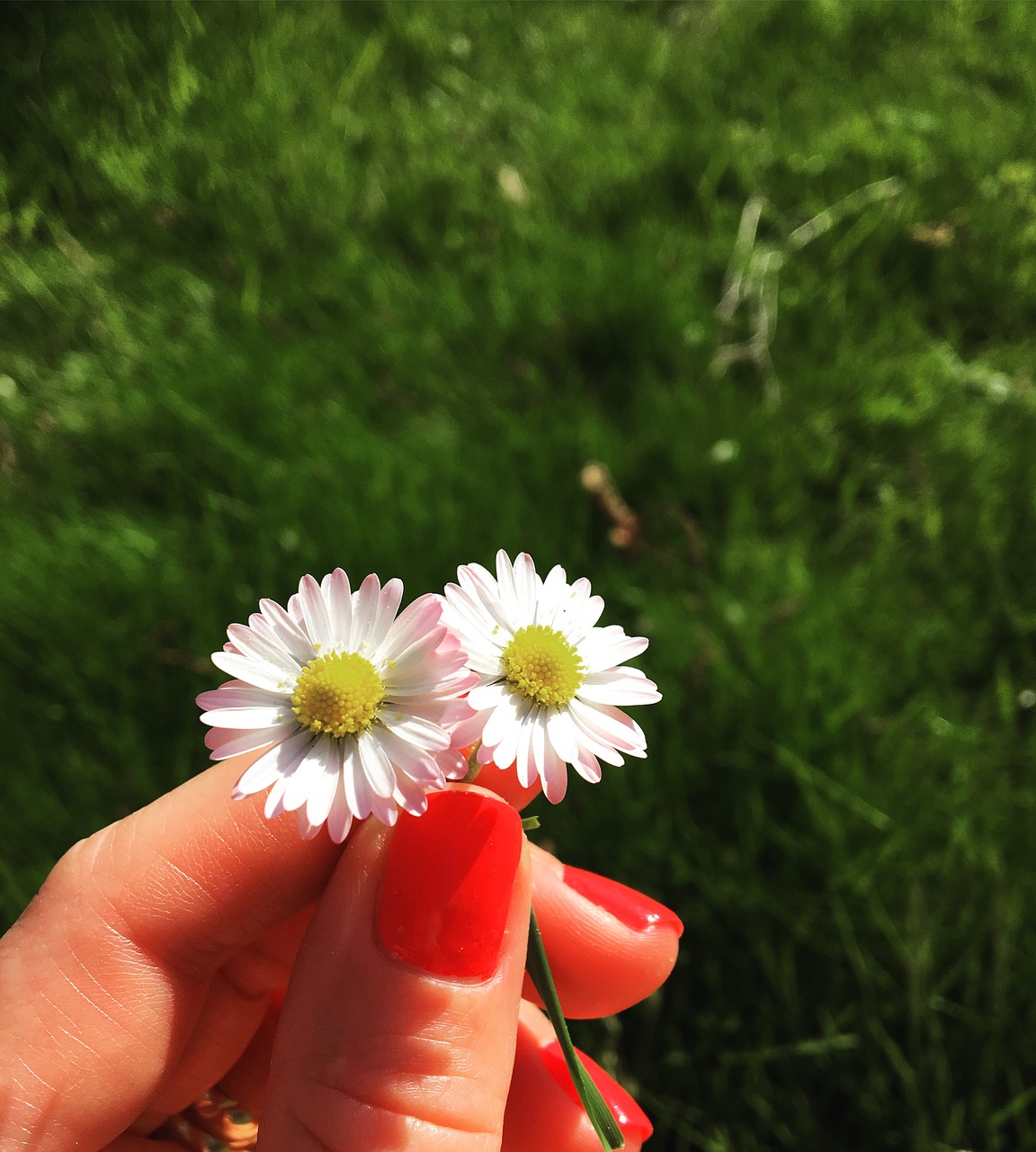 daisy flowers pink free photo