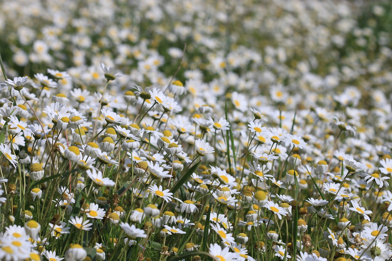 daisy green flower free photo