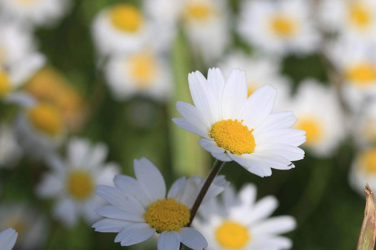 daisy green flower free photo