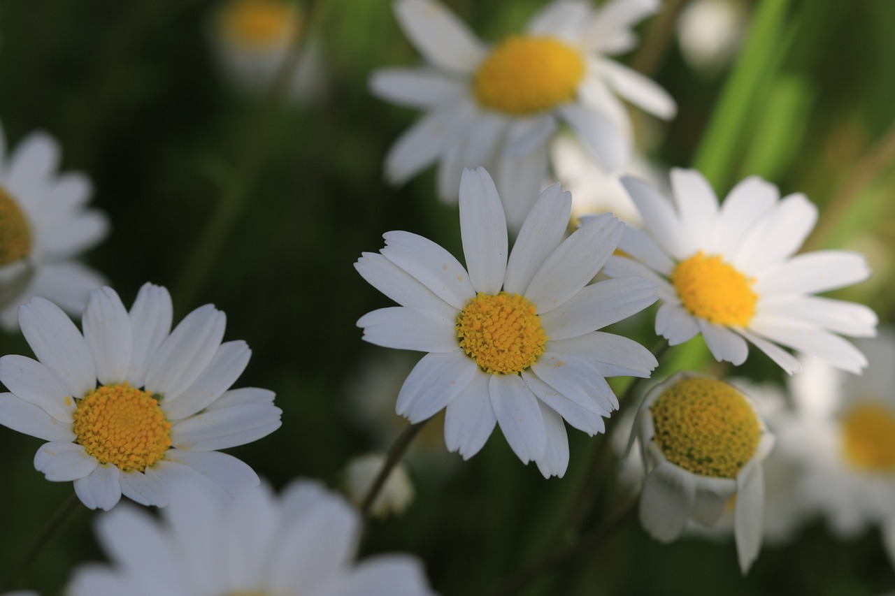 daisy green flower free photo