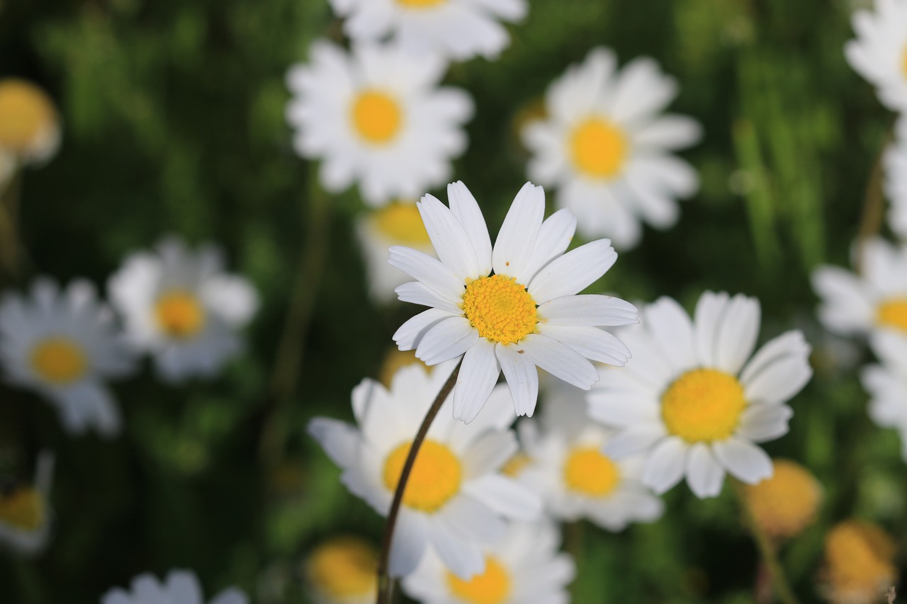 daisy green flower free photo