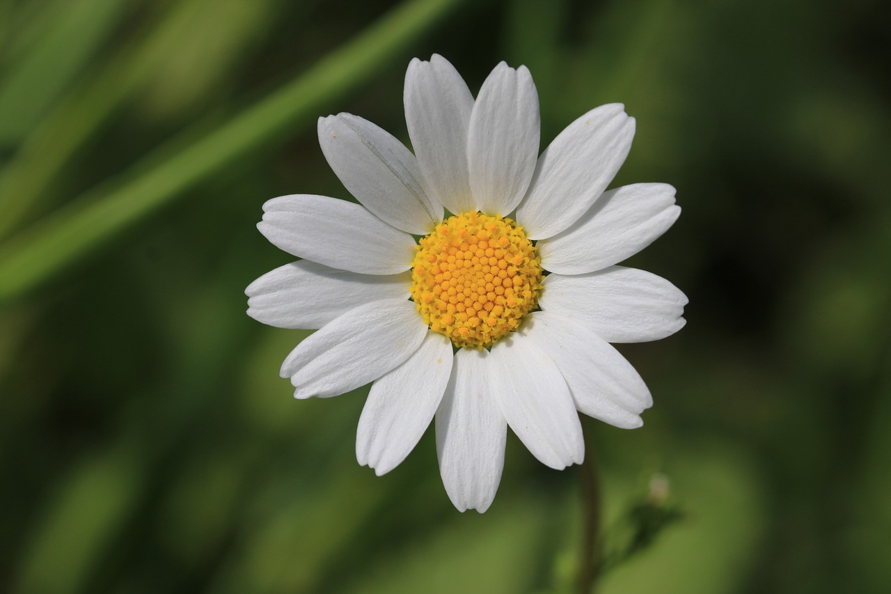 daisy green flower free photo