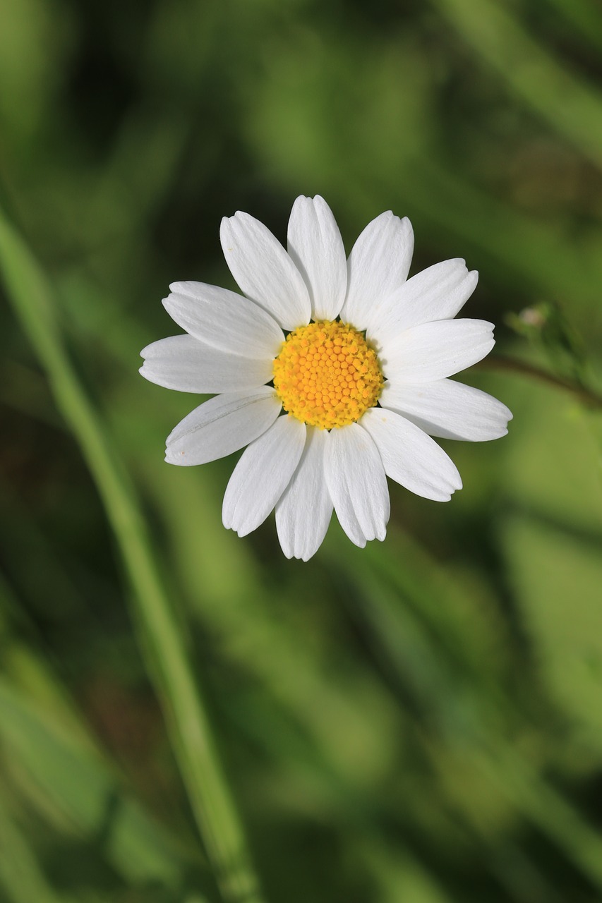 daisy green flower free photo