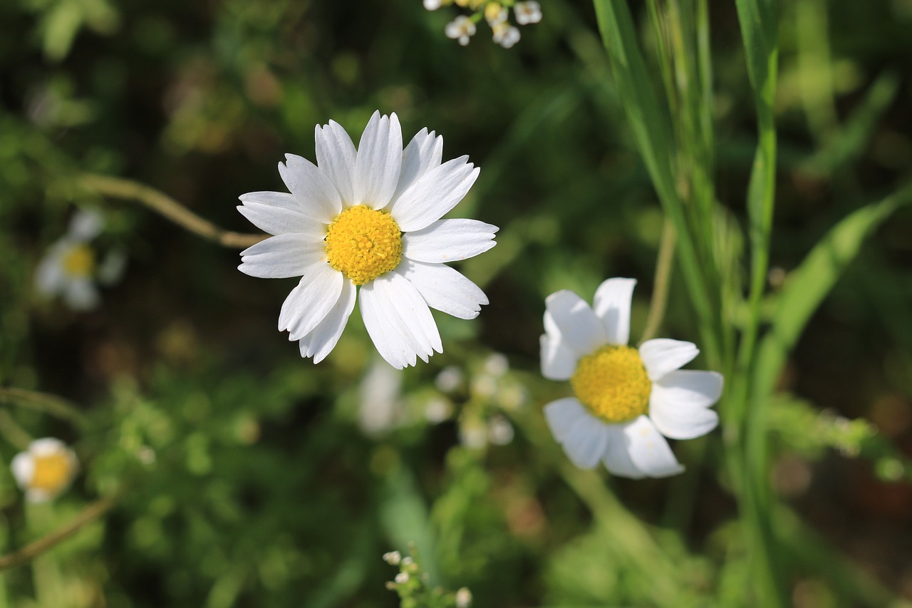 daisy green flower free photo