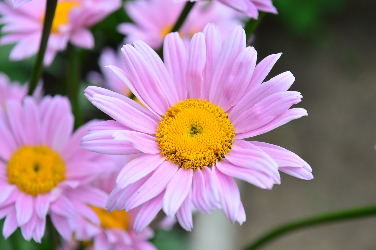 daisy flower daisies free photo