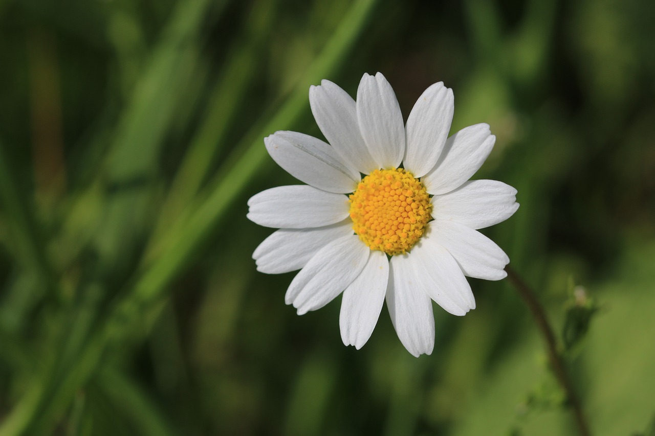 daisy green flower free photo