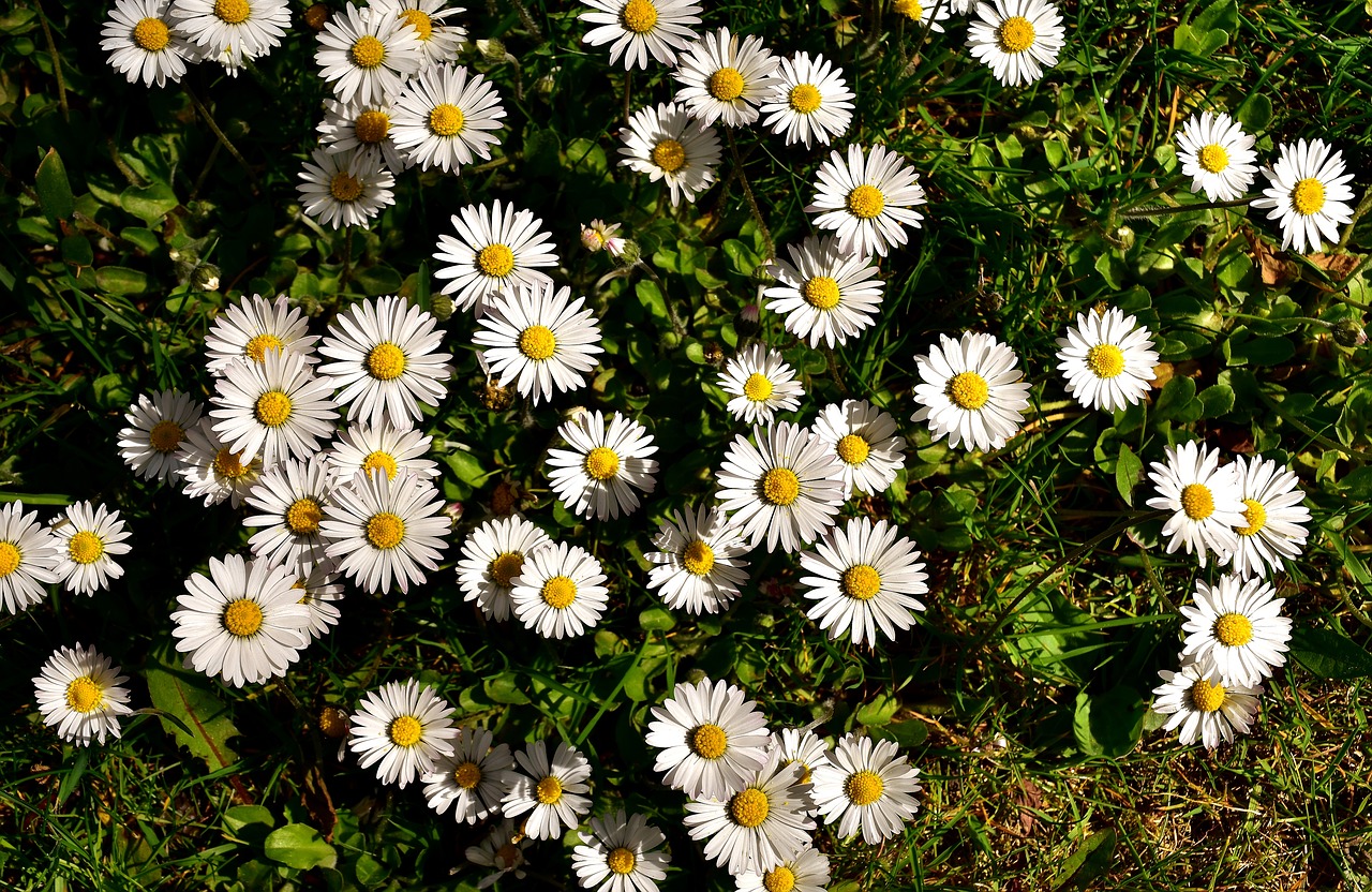 daisy meadow flower free photo