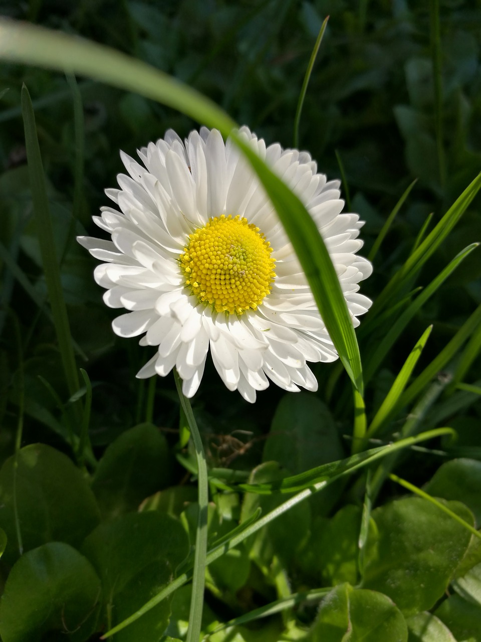 daisy white flowers petals free photo