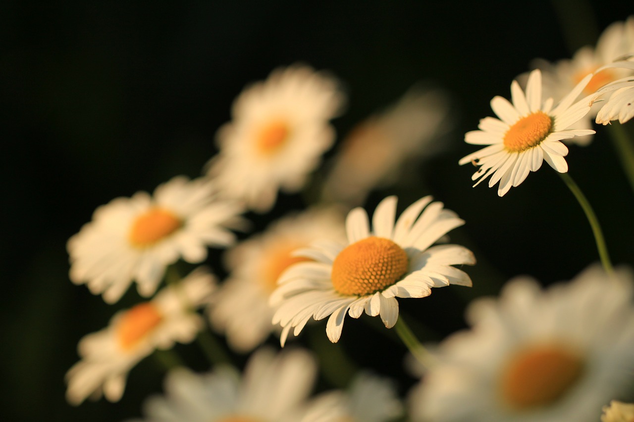 daisy flowers nature free photo