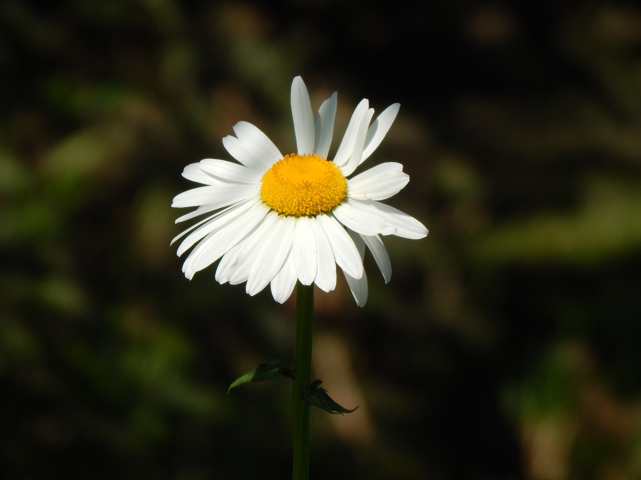 daisy white flower garden free photo